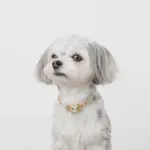 シュリンクレザーハートバックルカラー - 画像 (8)