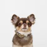 シュリンクレザーハートバックルカラー - 画像 (9)