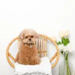 アニマル柄カラー＋リードSET【名入れ彫刻対応】 - 画像 (2)