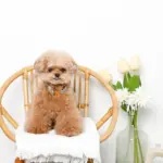 アニマル柄カラー＋リードSET【名入れ彫刻対応】 - 画像 (4)