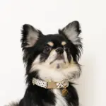 アニマル柄カラー＋リードSET【名入れ彫刻対応】 - 画像 (5)