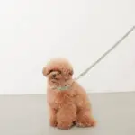 アニマル柄カラー＋リードSET【名入れ彫刻対応】 - 画像 (10)