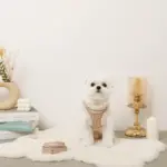 木馬刺繍入りコーデュロイボアハーネス+リードSET【名入れ刺繍対応】 - 画像 (2)