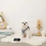 木馬刺繍入りコーデュロイボアハーネス+リードSET【名入れ刺繍対応】 - 画像 (5)