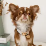 ギンガムチェックいちごフラワーチャームカラー+リードSET【名入れ彫刻対応】 - 画像 (2)