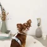 ギンガムチェックいちごハーネス - 画像 (3)