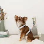 ギンガムチェックいちごハーネス - 画像 (4)