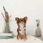 ギンガムチェックいちごハーネス - 画像 (5)