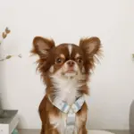 ギンガムチェックいちごハーネス - 画像 (6)