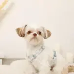 ギンガムチェックいちごハーネス - 画像 (7)