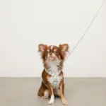 ギンガムチェックいちごハーネス - 画像 (10)