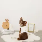 キルティングボアレースハーネス+リードSET【名入れ刺繍対応】 - 画像 (4)