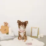 キルティングボアレースハーネス+リードSET【名入れ刺繍対応】 - 画像 (7)