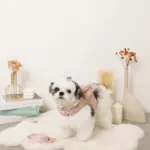 ビッグリボンファーハーネス+リードSET【名入れ刺繍対応】 - 画像 (7)