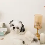 ビッグリボンファーハーネス+リードSET【名入れ刺繍対応】 - 画像 (8)