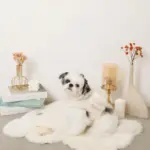 ビッグリボンファーハーネス+リードSET【名入れ刺繍対応】 - 画像 (9)