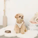 ボアハート刺繍ハーネス＋リードSET【名入れ刺繍対応】 - 画像 (2)