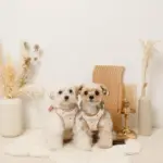 ボアハート刺繍ハーネス＋リードSET【名入れ刺繍対応】 - 画像 (5)