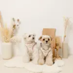 ボアハート刺繍ハーネス＋リードSET【名入れ刺繍対応】 - 画像 (6)