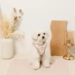 ボアハート刺繍ハーネス＋リードSET【名入れ刺繍対応】 - 画像 (7)