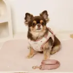 ボアハート刺繍ハーネス＋リードSET【名入れ刺繍対応】 - 画像 (10)