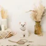 フェイクレザーメッシュMIXカラー＋リードSET - 画像 (3)