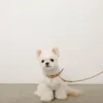 フェイクレザーメッシュMIXカラー＋リードSET - 画像 (4)