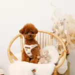 くまさん刺繍ボアハーネス+リードSET【名入れ刺繍対応】 - 画像 (3)