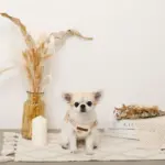 くまさん刺繍ボアハーネス+リードSET【名入れ刺繍対応】 - 画像 (6)