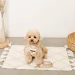 くまさん刺繍ボアハーネス+リードSET【名入れ刺繍対応】 - 画像 (9)