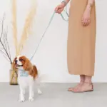 オーストレザーリード - 画像 (4)