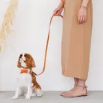 オーストレザーリード - 画像 (6)