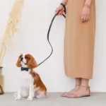 オーストレザーリード - 画像 (8)