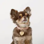 ハートチャームレザーカラー【名入れ彫刻対応】 - 画像 (3)