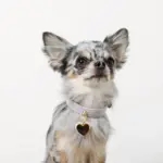 ハートチャームレザーカラー【名入れ彫刻対応】 - 画像 (5)