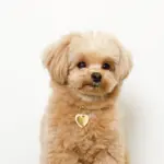 ハートチャームレザーカラー【名入れ彫刻対応】 - 画像 (6)