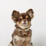 ハートチャームレザーカラー【名入れ彫刻対応】 - 画像 (7)