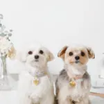 ハートチャームレザーカラー【名入れ彫刻対応】 - 画像 (10)