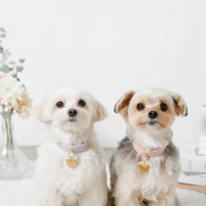 犬 の 服 専門 店 - Professional Guide and Review