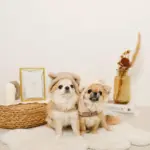 耳付きフードボアハーネス - 画像 (3)