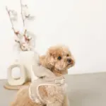 耳付きフードボアハーネス - 画像 (4)