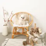 耳付きフードボアハーネス - 画像 (6)