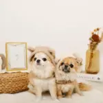 耳付きフードボアハーネス - 画像 (7)