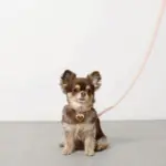 レザーリード - 画像 (3)