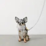 レザーリード - 画像 (5)