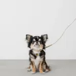 レザーリード - 画像 (7)