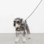 レザーリード - 画像 (10)