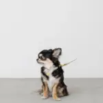 サークルチャームレザーカラー【名入れ彫刻対応】 - 画像 (2)