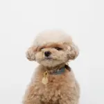 サークルチャームレザーカラー【名入れ彫刻対応】 - 画像 (6)