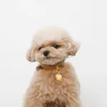 サークルチャームレザーカラー【名入れ彫刻対応】 - 画像 (8)